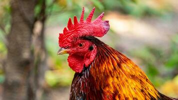 bantam walking in the garden photo