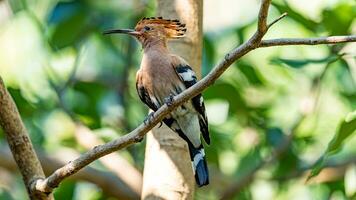 Eurasian Hoopoe or Common hoopoe perched on tree photo