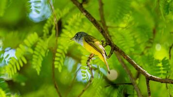 canoso papamoscas-canario encaramado en árbol foto