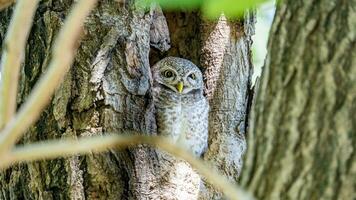 mochuelo manchado posado en un árbol foto