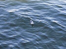 A seagull making wave ripples when moving in the bay water near golden gate bridge San Francisco California photo