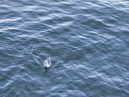 A seagull making wave ripples when moving in the bay water near golden gate bridge San Francisco California photo