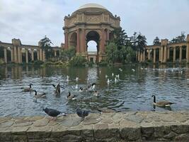 patos nadando en el estanque en frente de el palacio de multa letras en san francisco California foto