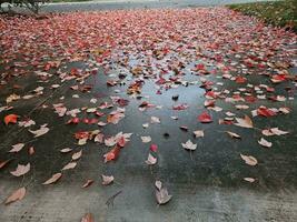 red leaves falling from a maple tree in the season of fall as foliage begins to shape city colors in walnut creek California photo