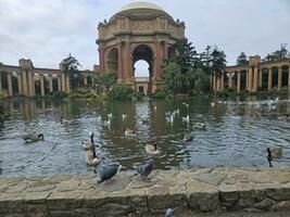 patos nadando en el estanque en frente de el palacio de multa letras en san francisco California foto