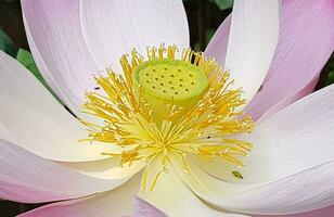 Beautiful pink waterlily or lotus flower in pond photo