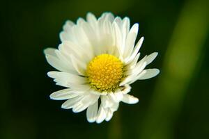 Absolute Beautiful Daisy flower blooming in the park during sunlight of summer day photo