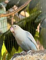 lovebirds are perched on a tree branch. This bird which is used as a symbol of true love has the scientific name Agapornis fischeri photo