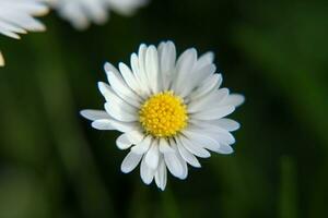 Absolute Beautiful Daisy flower blooming in the park during sunlight of summer day photo