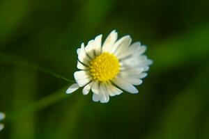 absoluto hermosa margarita flor floreciente en el parque durante luz de sol de verano día foto