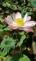 Beautiful pink waterlily or lotus flower in pond photo