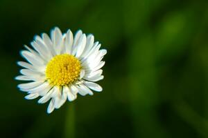 Absolute Beautiful Daisy flower blooming in the park during sunlight of summer day photo