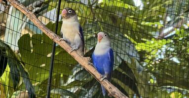 lovebirds are perched on a tree branch. This bird which is used as a symbol of true love has the scientific name Agapornis fischeri photo