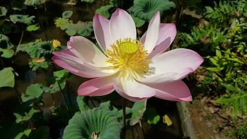 Beautiful pink waterlily or lotus flower in pond photo