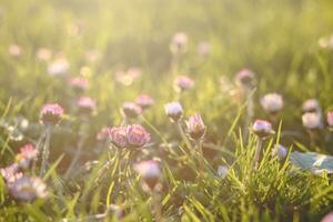 Close-up of the spring daisy plant, Bellis perennis, during the golden hour in the early evening. The colourful beauty of Mother Nature photo