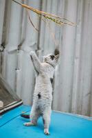 Portrait of a white and black kitten with a bell jumping and playing with a toy. Children's joy of playing games. Family pet photo