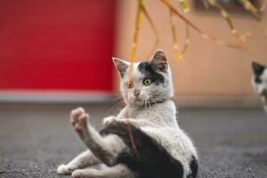 Portrait of a white and black kitten with a bell lying on his back playing with a toy. Children's joy of playing games. Family pet photo