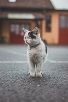 Portrait of white and black kitten with bell and his first movement in nature. Kitty walks through the road and curiously makes her way to adventure photo