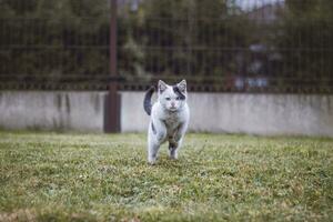 Black and white kitten sneaks up on its prey and fully concentrates on the final jump. Detail of expression during hunting. Childlike exuberance photo