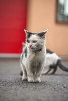 retrato de un blanco y negro gatito con un campana explorador sus alrededores. linda mascota con un juvenil, imprudente expresión. infantil curiosidad foto