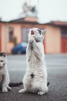 Black and white cat prays to the cat god for a good dinner. The cuteness of a young black-legged pet. Sweetness photo