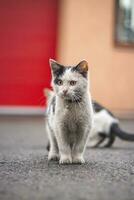 retrato de un blanco y negro gatito con un campana explorador sus alrededores. linda mascota con un juvenil, imprudente expresión. infantil curiosidad foto