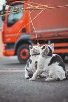 Group of cute, frisky kittens run around and play with each other. The cuteness of four-legged babies. A family of cats. Young daughters playing together photo