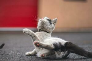 Portrait of a white and black kitten with a bell lying on his back playing with a toy. Children's joy of playing games. Family pet photo