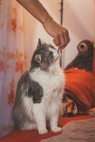 Domestic cat in grey and white sitting on a red sofa begging for a small treat from a family member. Pet lifestyle photo