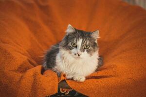 Portrait of a capricious domestic cat of Ragdoll breed lying in an orange blanket during morning siesta. Four-legged sloth. The darling of the family photo