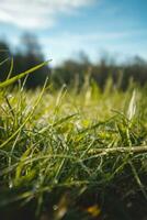 Close-up of grass blades with water droplets during morning dew in Beskydy mountains, Czech Republic. Water transforming into life photo