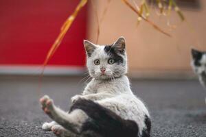 Portrait of a white and black kitten with a bell lying on his back playing with a toy. Children's joy of playing games. Family pet photo