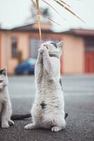 Black and white cat prays to the cat god for a good dinner. The cuteness of a young black-legged pet. Sweetness photo