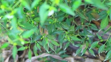 Green chili plant bush tree growing in the wild Coba Mexico. video