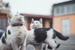 Group of cute, frisky kittens run around and play with each other. The cuteness of four-legged babies. A family of cats. Young daughters playing together photo