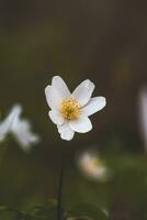 Close-up of a spring plant, Anemone nemorosa, in a forest stand during morning light. Biodiversity of nature photo