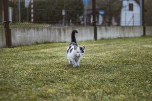 Portrait of white and black kitten with bell and his first movement in nature. Kitty walks through the road and curiously makes her way to adventure photo