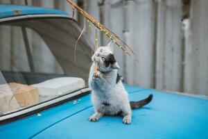 Portrait of a white and black kitten with a bell jumping and playing with a toy. Children's joy of playing games. Family pet. Catching a toy and biting photo