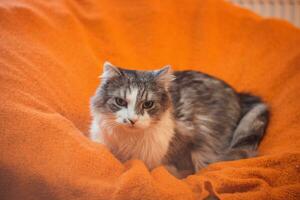 Portrait of a capricious domestic cat of Ragdoll breed lying in an orange blanket during morning siesta. Four-legged sloth. The darling of the family photo