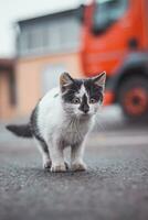 negro y blanco gatito se cuela arriba en sus presa y completamente concentrados en el final saltar. detalle de expresión durante caza. infantil exuberancia foto