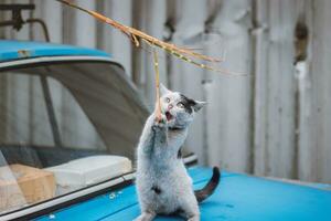 Portrait of a white and black kitten with a bell jumping and playing with a toy. Children's joy of playing games. Family pet. Catching a toy and biting photo