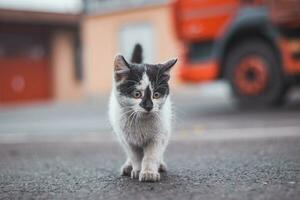 negro y blanco gatito se cuela arriba en sus presa y completamente concentrados en el final saltar. detalle de expresión durante caza. infantil exuberancia foto