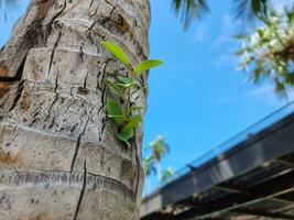 small parasite tree growing in coconut wooden tree. survival in natural greenry climbing plant in wild life photo
