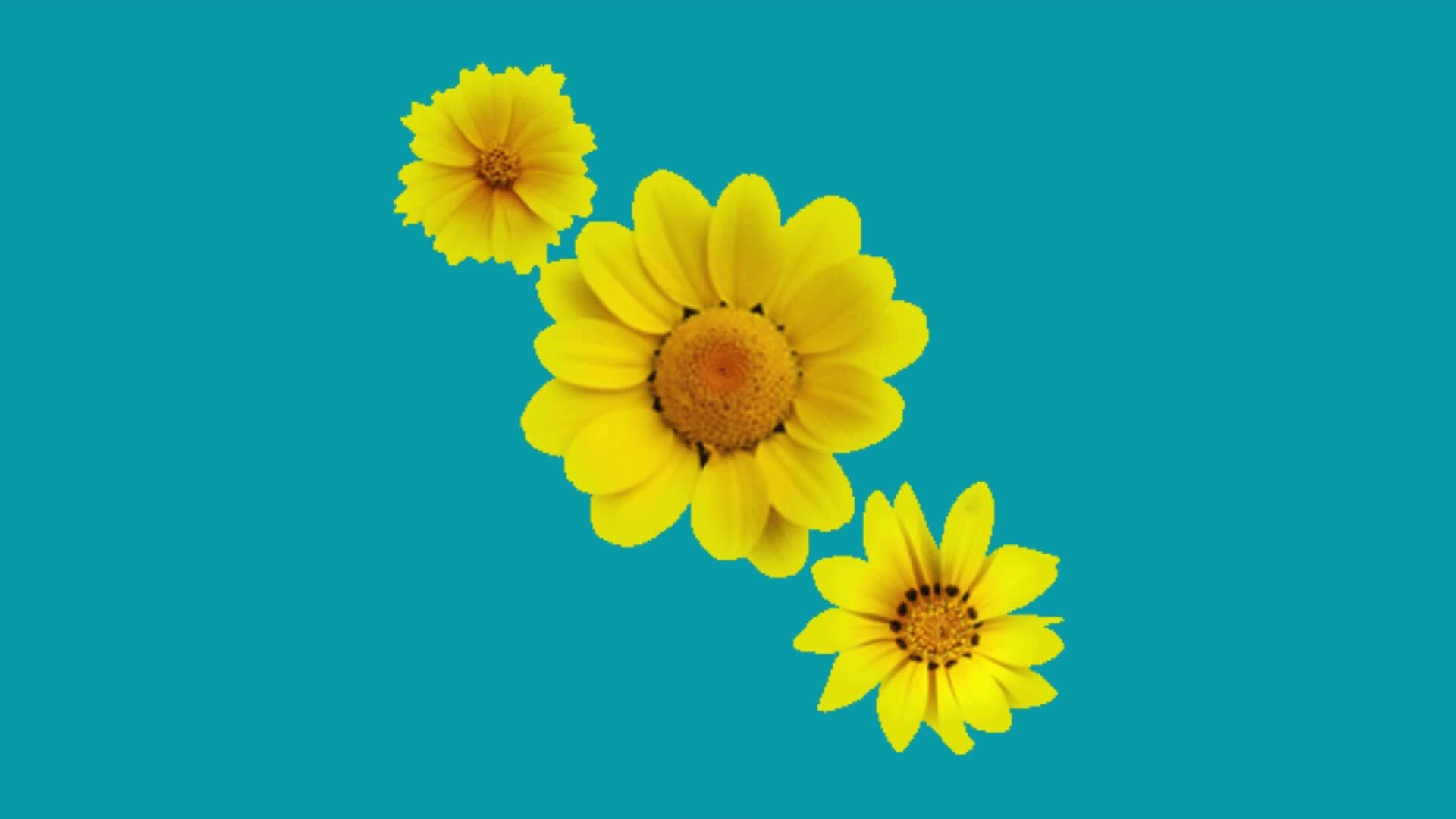 2d animated flower decoration 36202389 Stock Video at Vecteezy