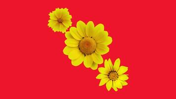 2d animated flower decoration video