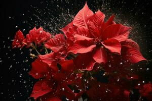 AI generated Poinsettias - Generative AI photo