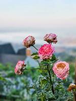 lado ver belleza grupo suave rojo y rosado Rosa polen naranja. resumen forma con verde hojas en botánica jardín. símbolo de amor en enamorado día. suave fragante aroma flora. foto