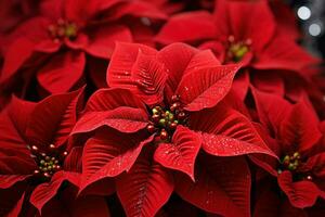 AI generated Poinsettias - Generative AI photo