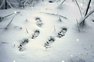 AI generated Snowy Footprints - Generative AI photo