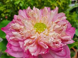 hermosa rosado y blanco loto flor floreciente pétalos antes de a ser cáliz semilla con verde hoja en botánica gaden. foto